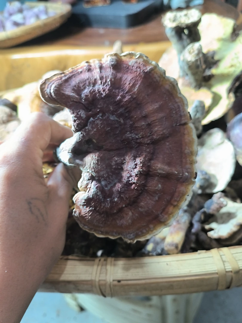云南高海拔野生鸡血藤血塞通龙胆草