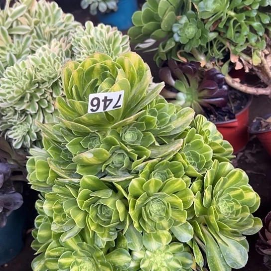 莽*儿多肉植物一个