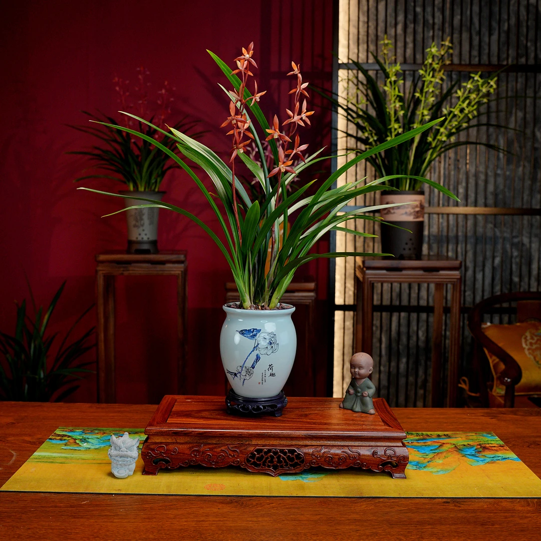 墨兰铭品【醉红颜】带花苞 浓香型兰花 带景德镇青花陶瓷盆