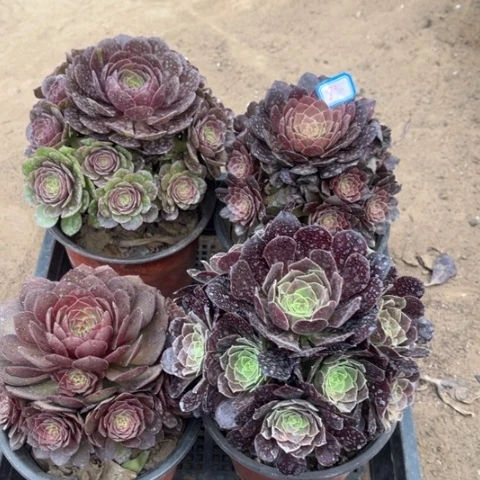 895多肉植物组合