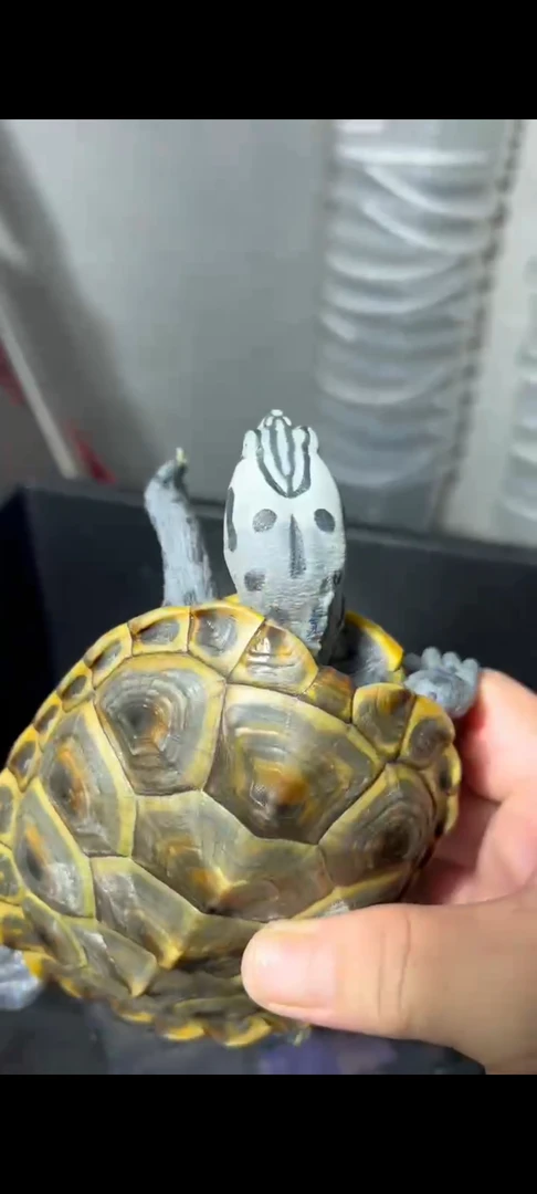 精品黄壳白皮钻纹水龟，大花伪豹豹子皇冠苗压成