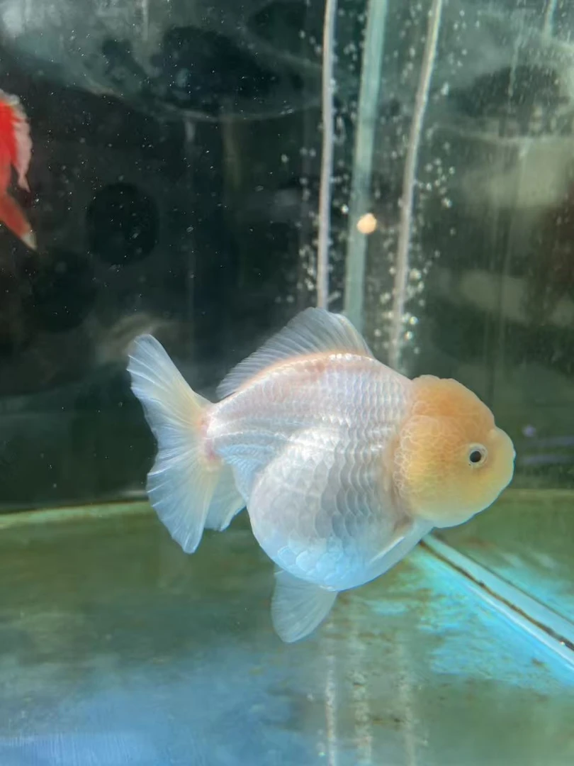 一桐金鱼 红白短尾狮