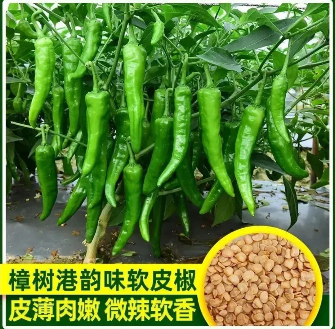 樟树港椒种子樟树辣椒种子家庭盆栽地栽南北方均可种植