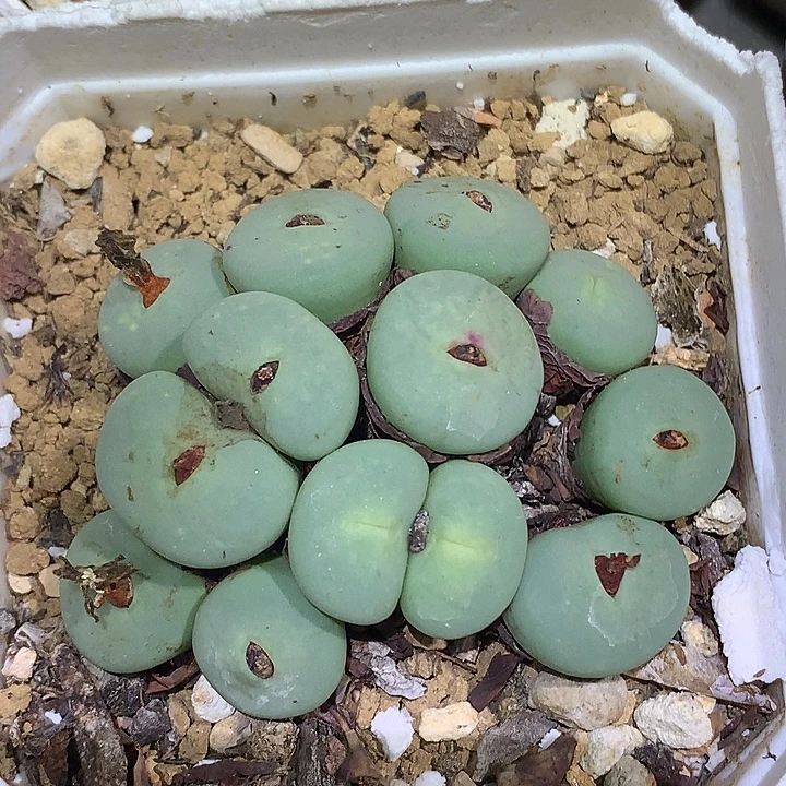 精品多肉植物13头中型嘴