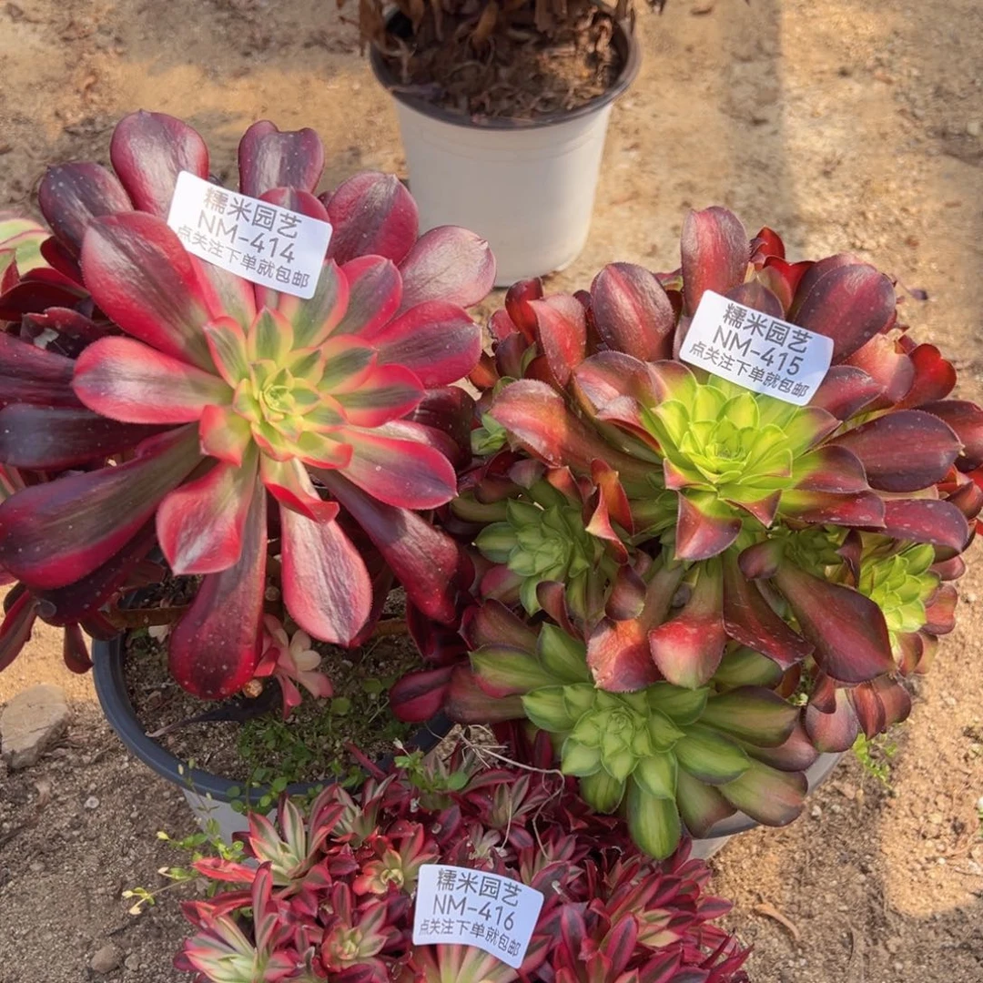 美杜莎韶华云雀组多肉植物414-15-16
