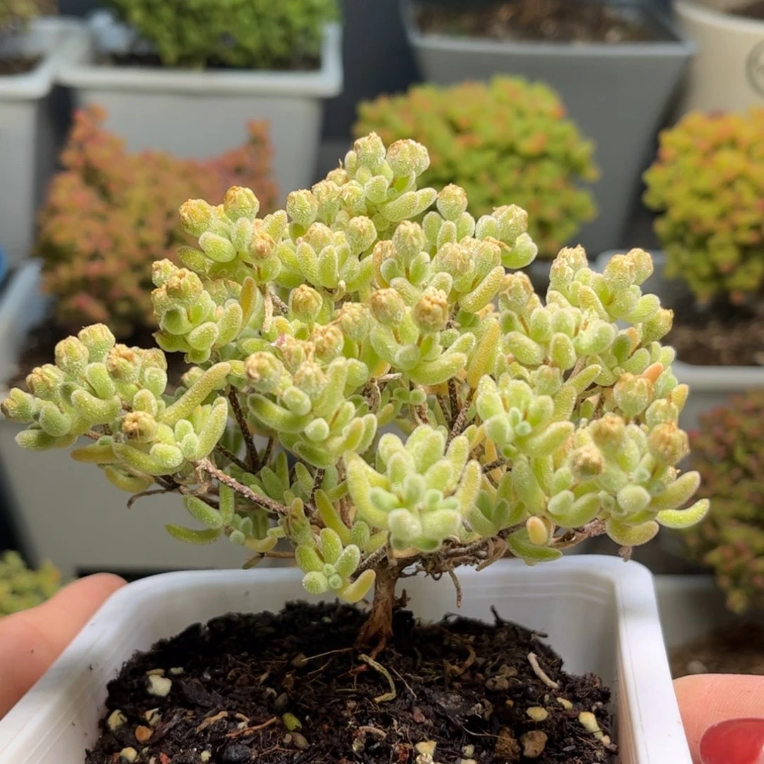 14紫冰晶优选枝干