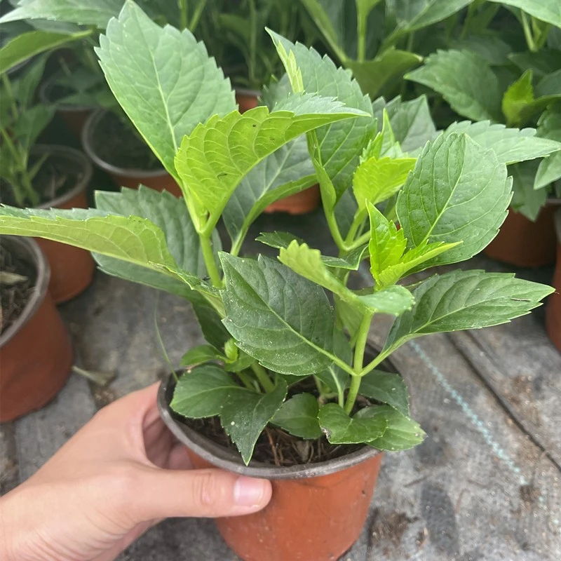 #新品种绣球花苗盆栽四季开花无尽夏花卉植物室内大花带花苞包开