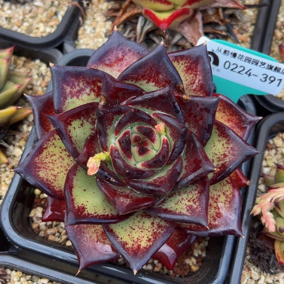 从前慢多肉精选编号0224.391