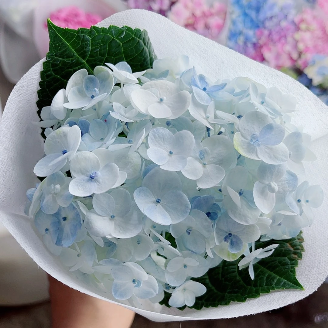 完全开放稀有绣球花71