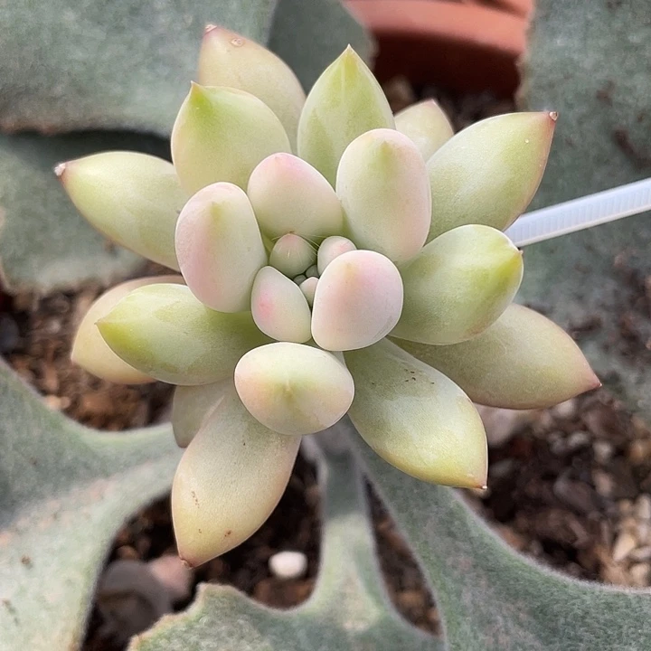 红蜻蜓锦。锦龙一物一拍