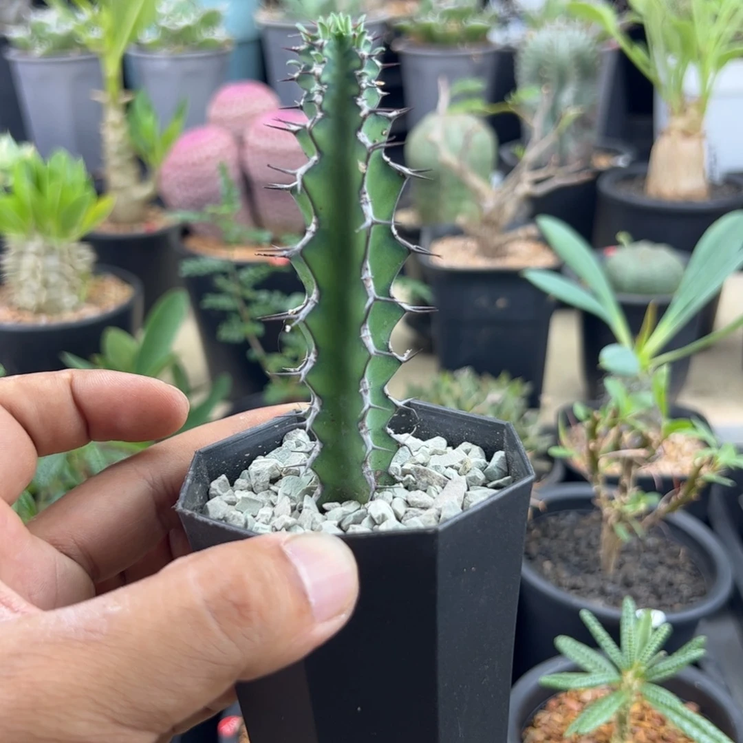 薛***猫龙角麒麟一物一拍带盆发