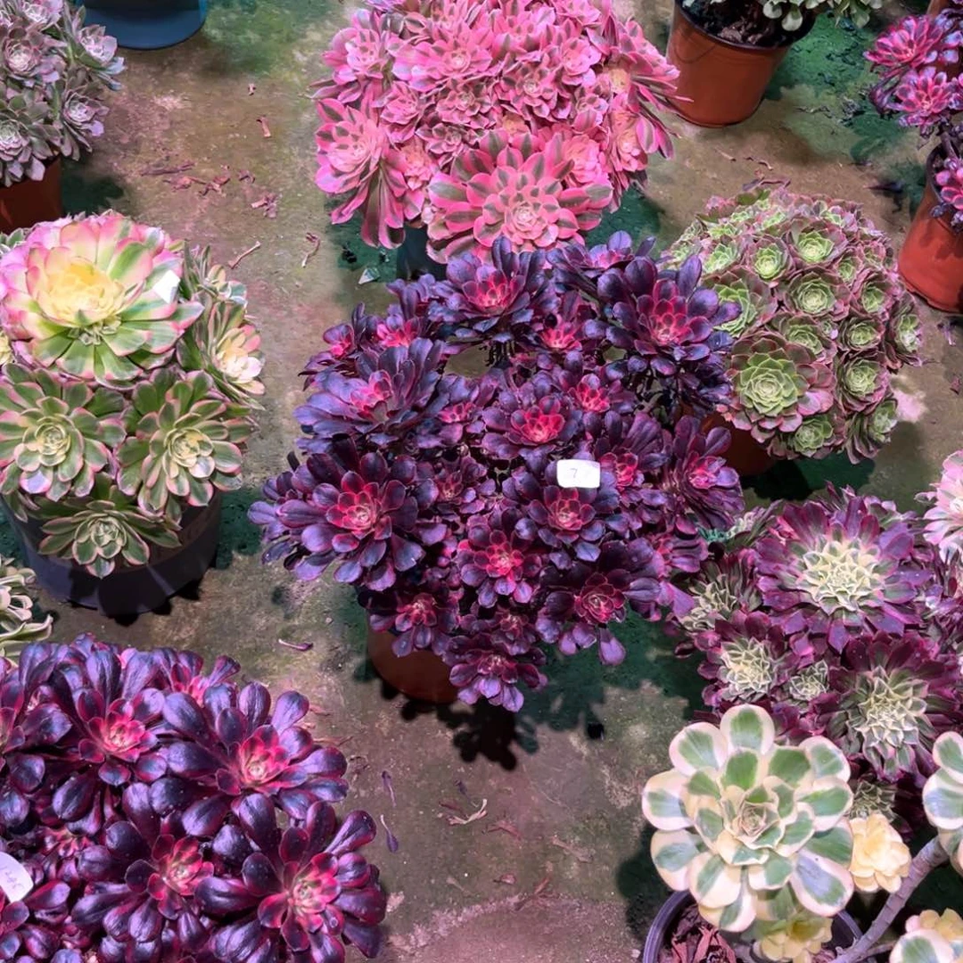 我****儿多肉植物丽娜007