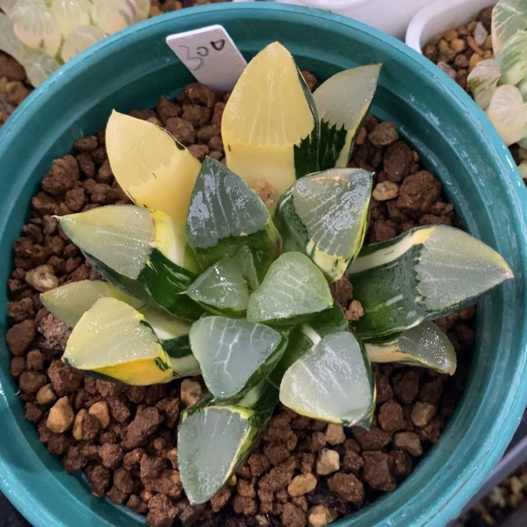 一颗实生大克锦。