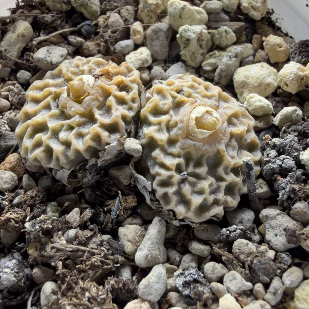 超烧母本一颗207号