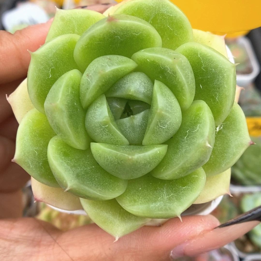 油透麦秆可拍3283号