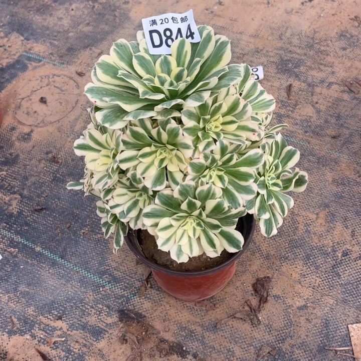 844迈巴赫不包断枝