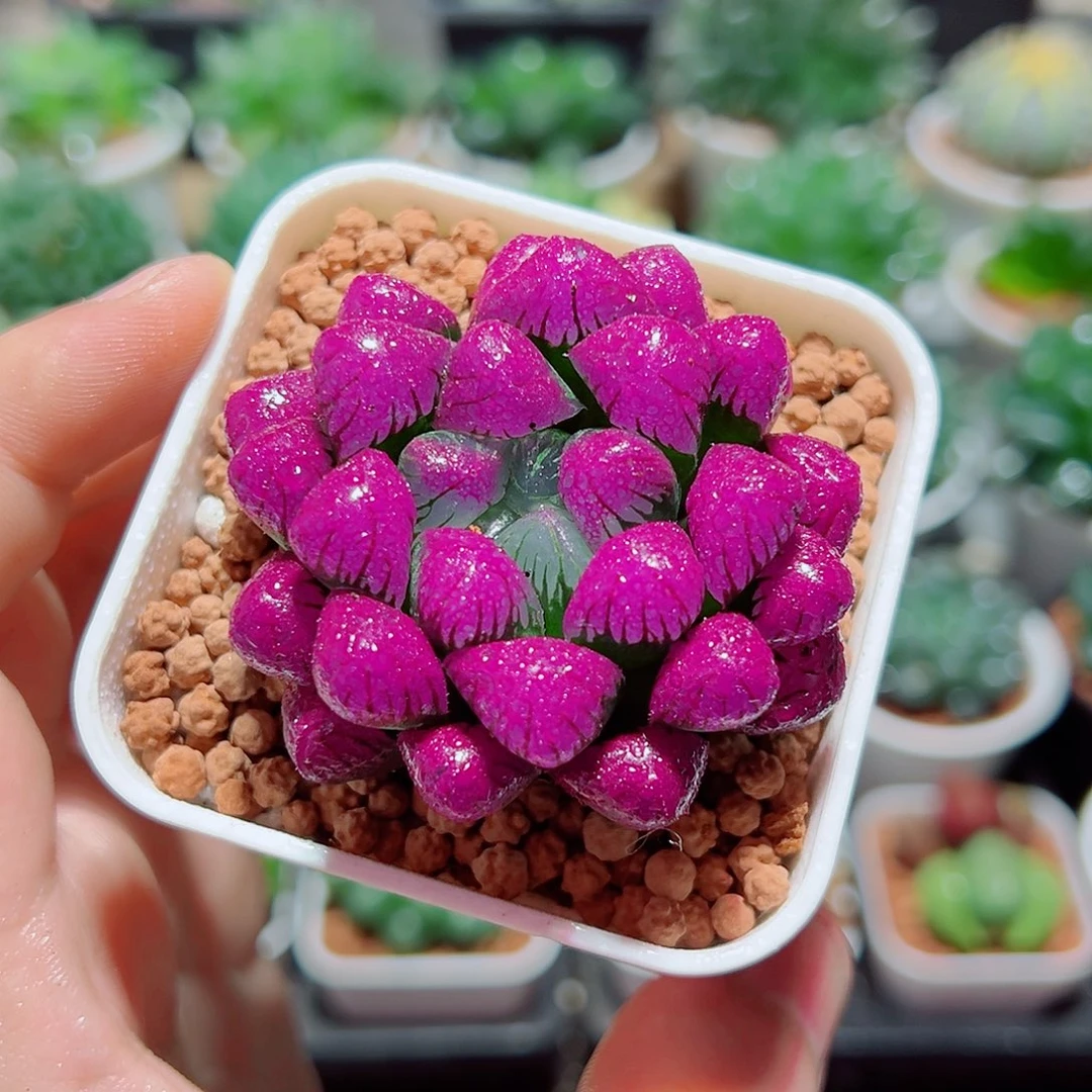 紫宝石玉露多肉多肉