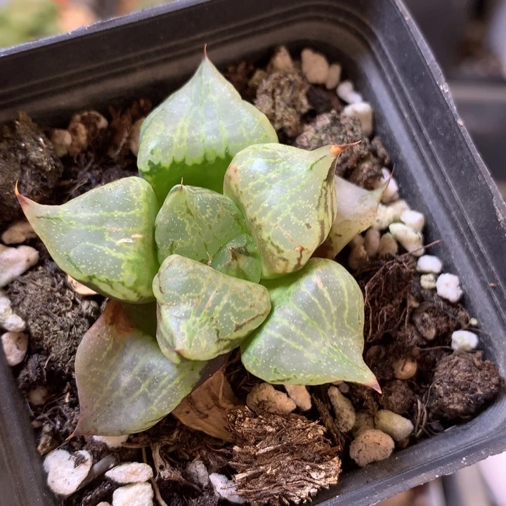 M****实生寿dai er nv t