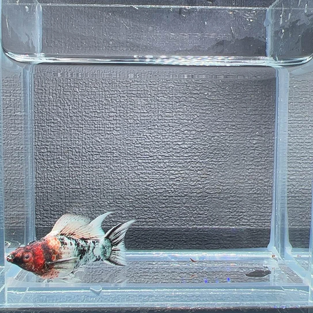 孔雀鱼红头三色钻眼