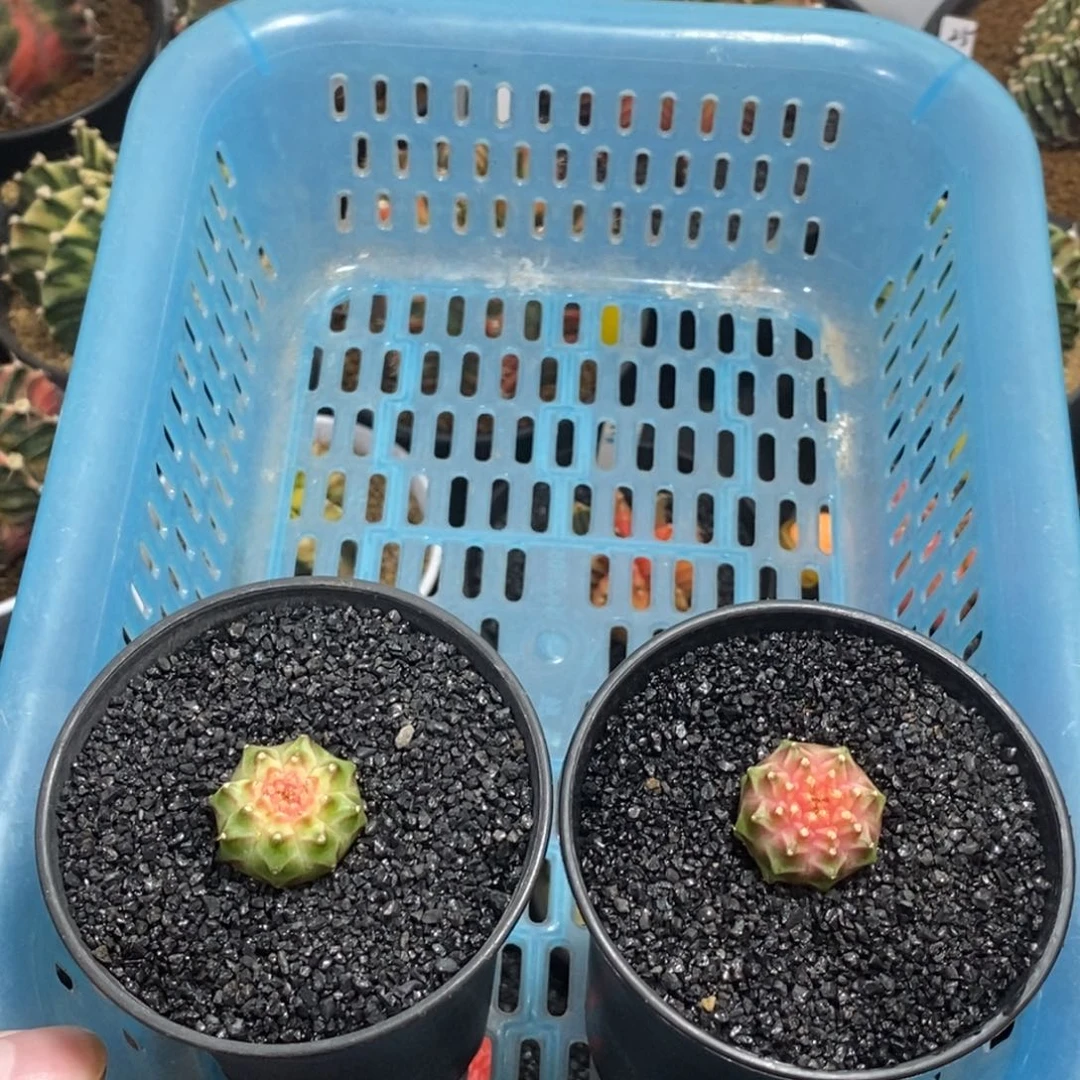 _***7实生轮回—脱土发货