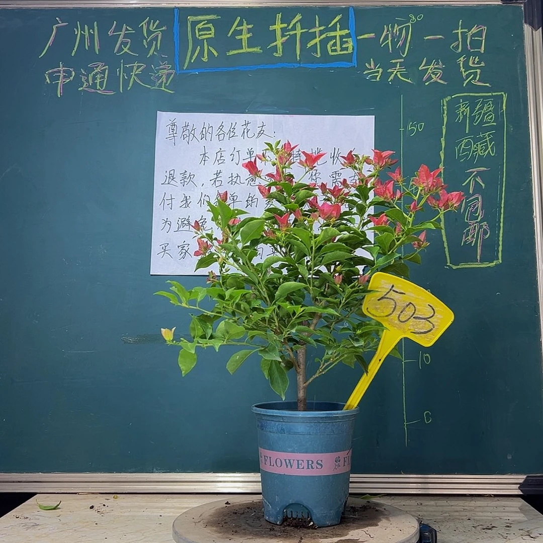 当前无花栽培后可以开花  卡亚塔  503