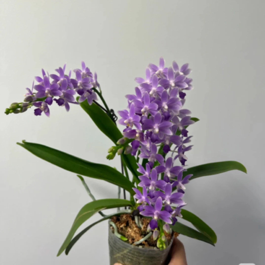 瑕疵不售后不带花剑【蓝星】2.8寸 苗发货 （苗情超级好）