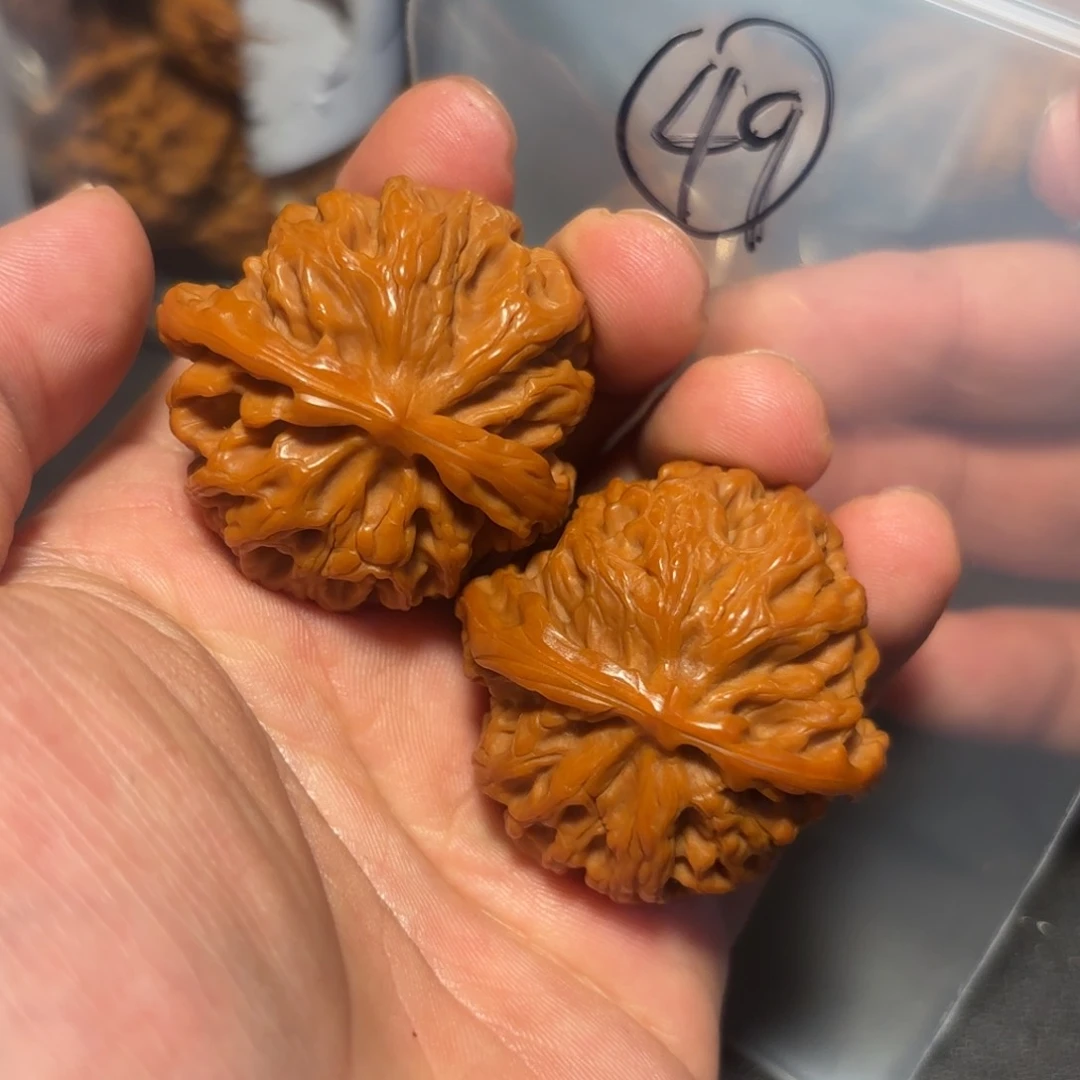 核桃其他苹果园的