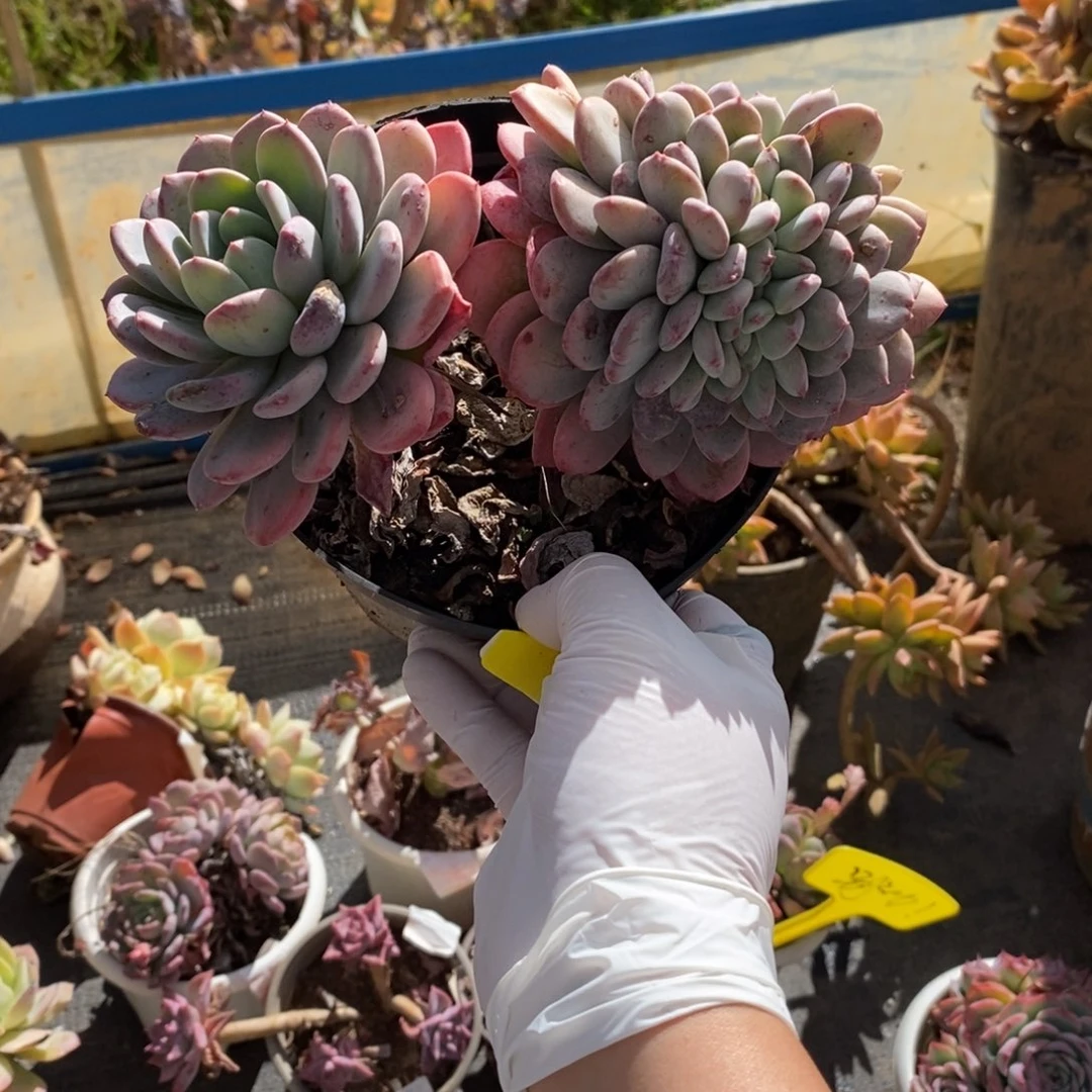 204玛瑙缀化一物一拍