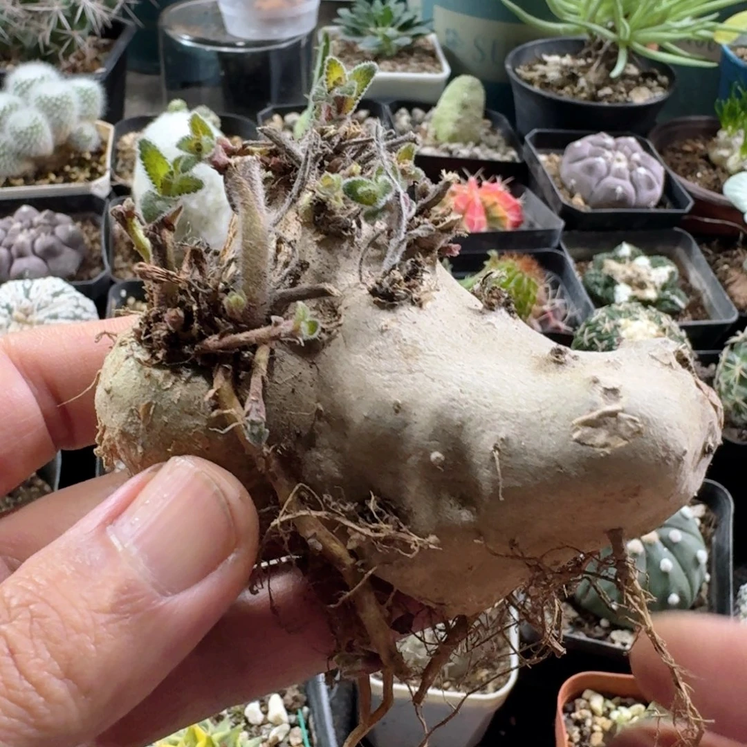 448白花断崖女王脱土发货