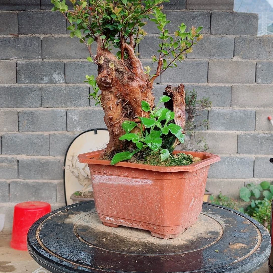 当前无花栽培后可以开花