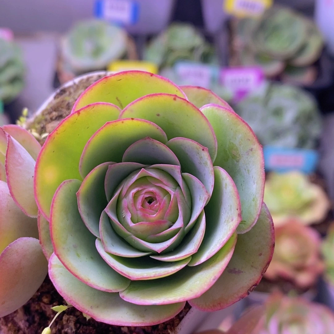 孤品玫瑰一物一拍T002