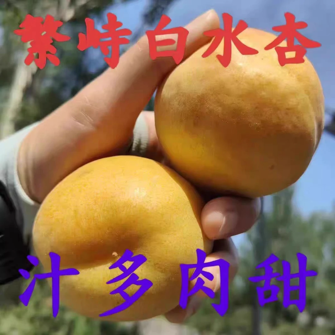 山西杏 白水杏 杏 黄杏 繁峙 白杏 大杏 赵庄白水杏 京东5斤包邮