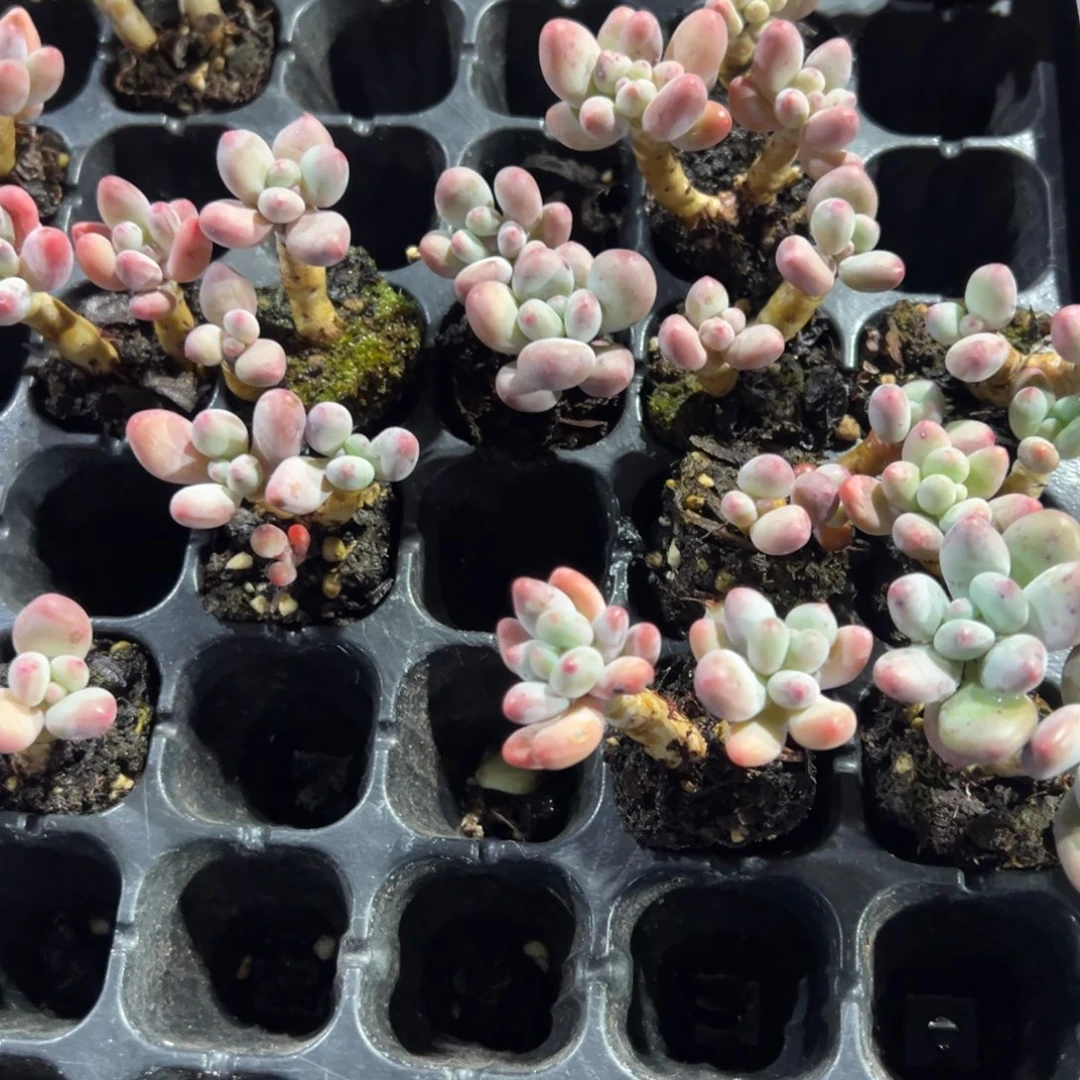 苹果奶酪小老桩双头到手2颗 量拍多肉满18包邮