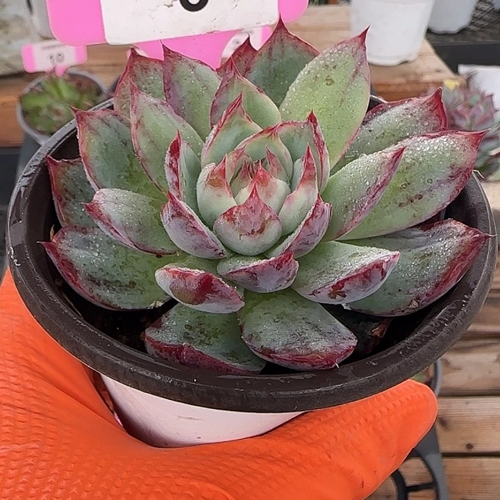 3 惊鸿仙子多肉植物