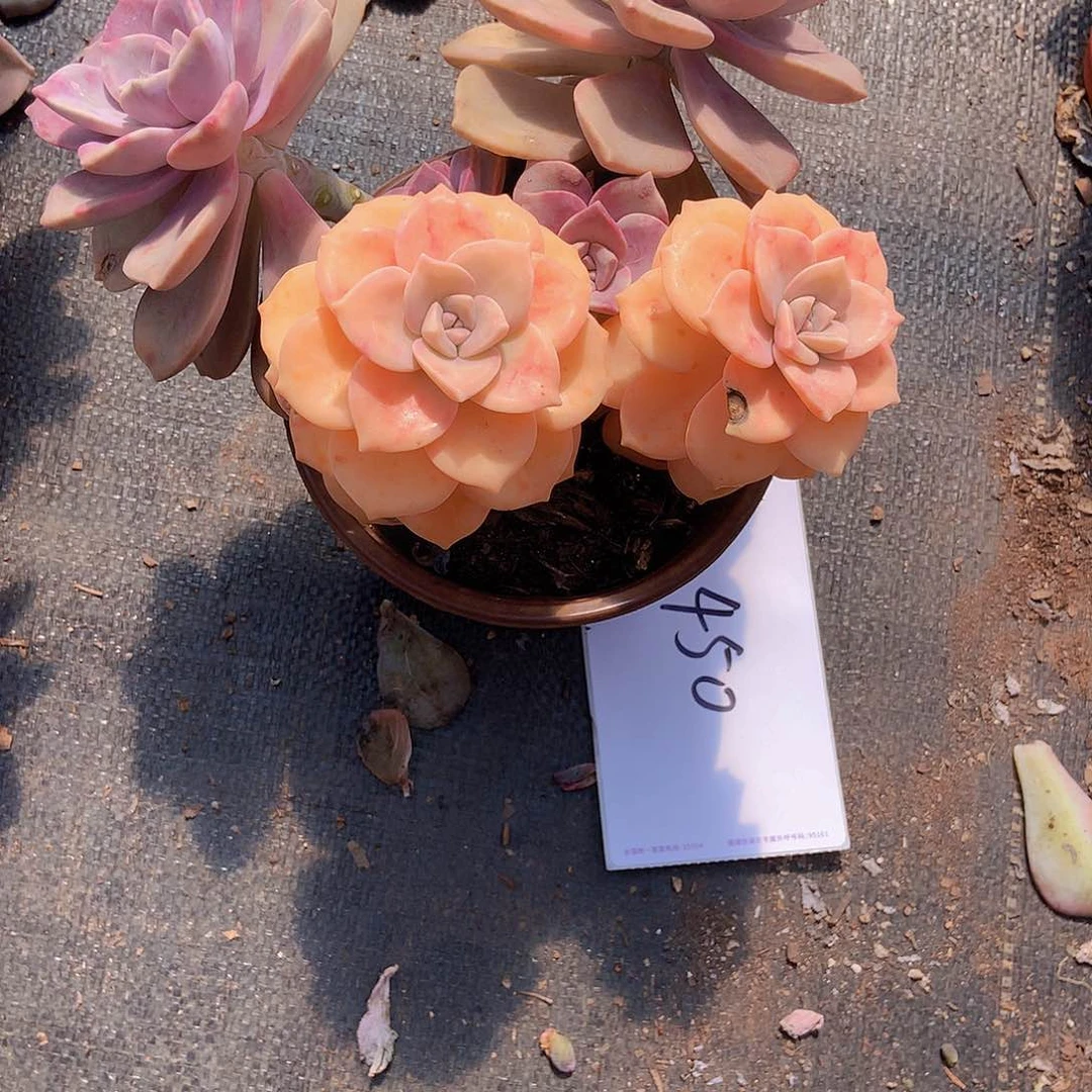 尝*唇老三多肉一物一拍外播紫乐锦450