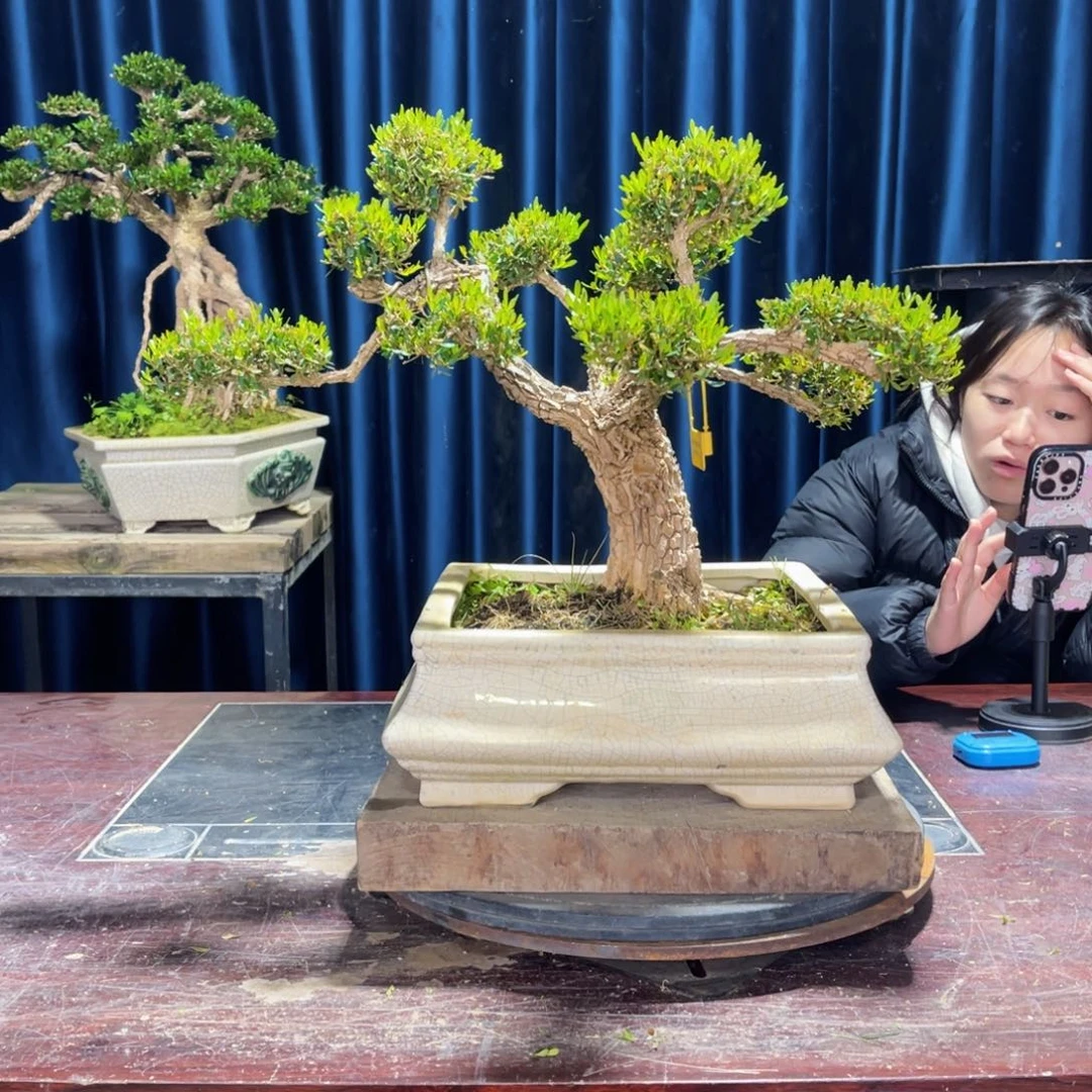 四季常青老桩黄杨盆景