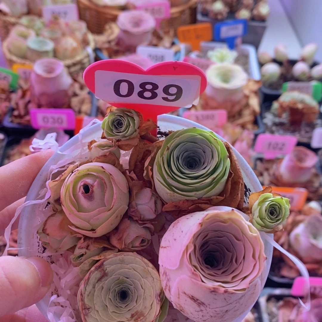 山地玫瑰一物一拍089
