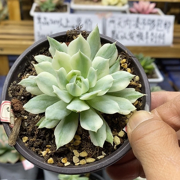 0259 风声覆轮锦有点变异