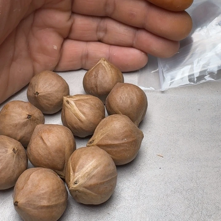 橄榄核手串/手链?**苍橄榄核2.3