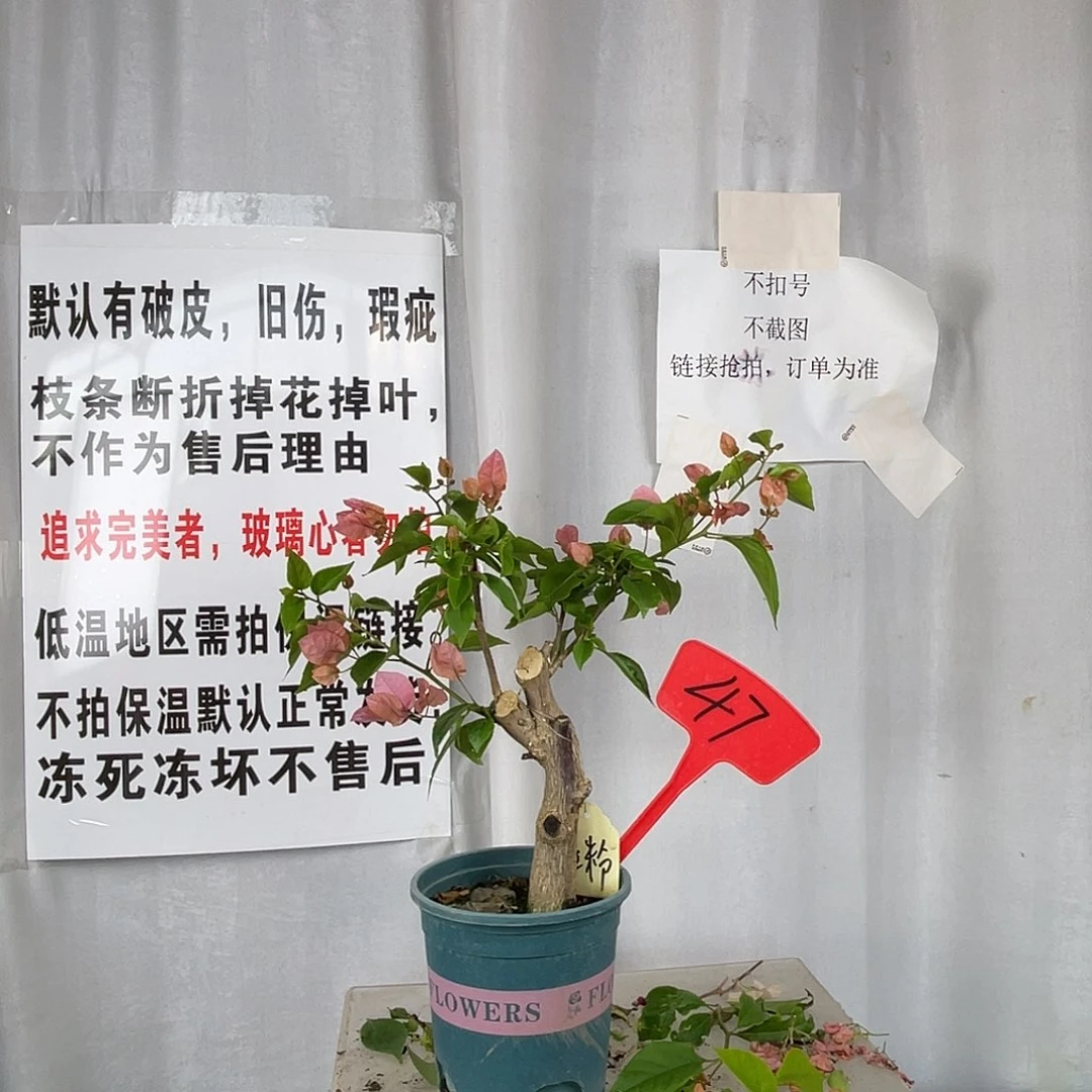 当前无花栽培后可以开花47橙粉公主桩