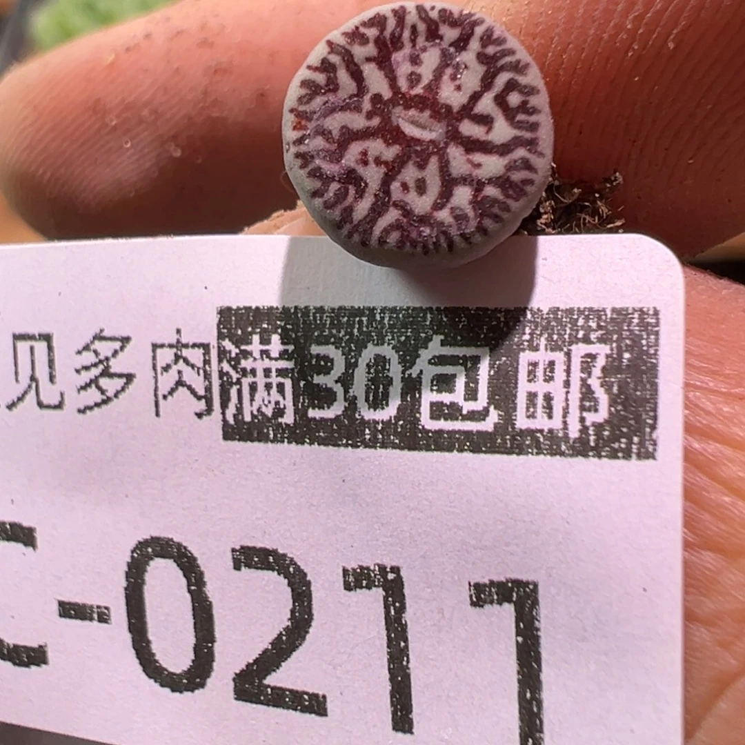 多肉植物1111111111111111