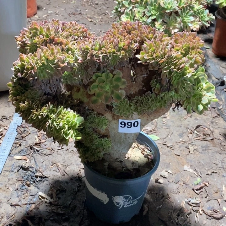 半**过法师植物一物一拍990