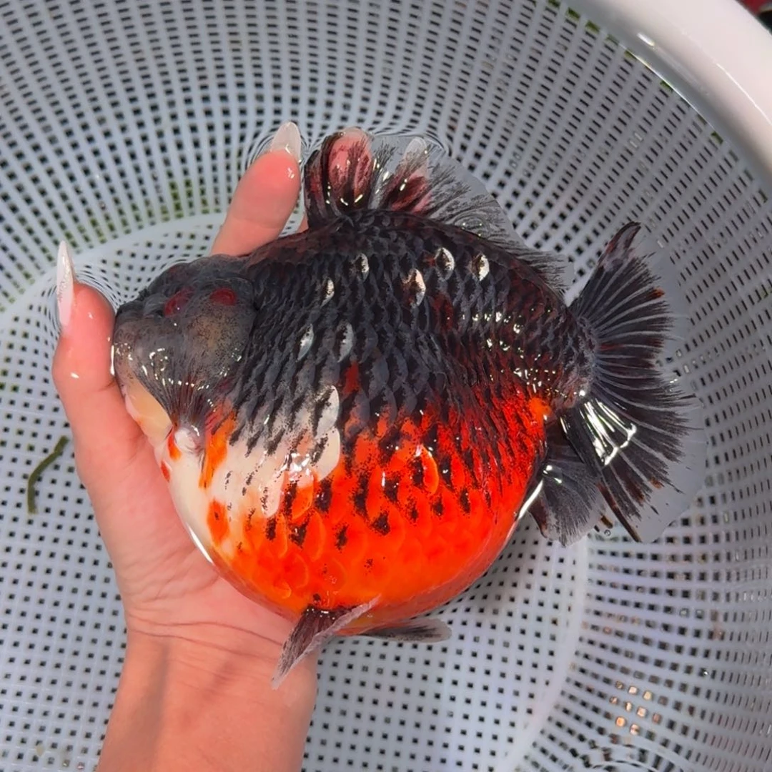 金鱼类不分公母15