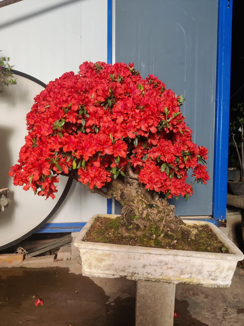 映山红杜鹃老桩盆景