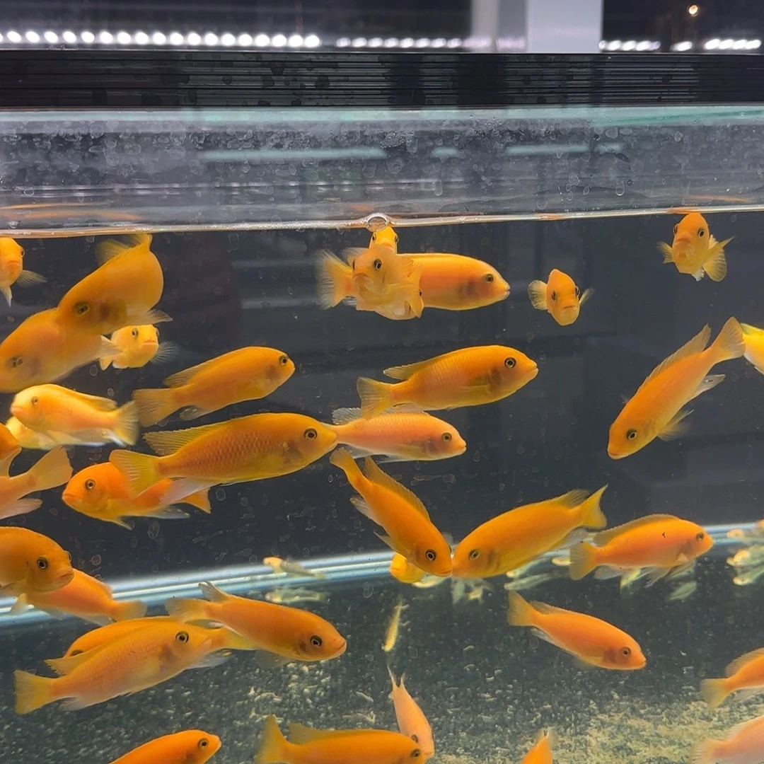 慈鲷沙*埃斯特斑马一条