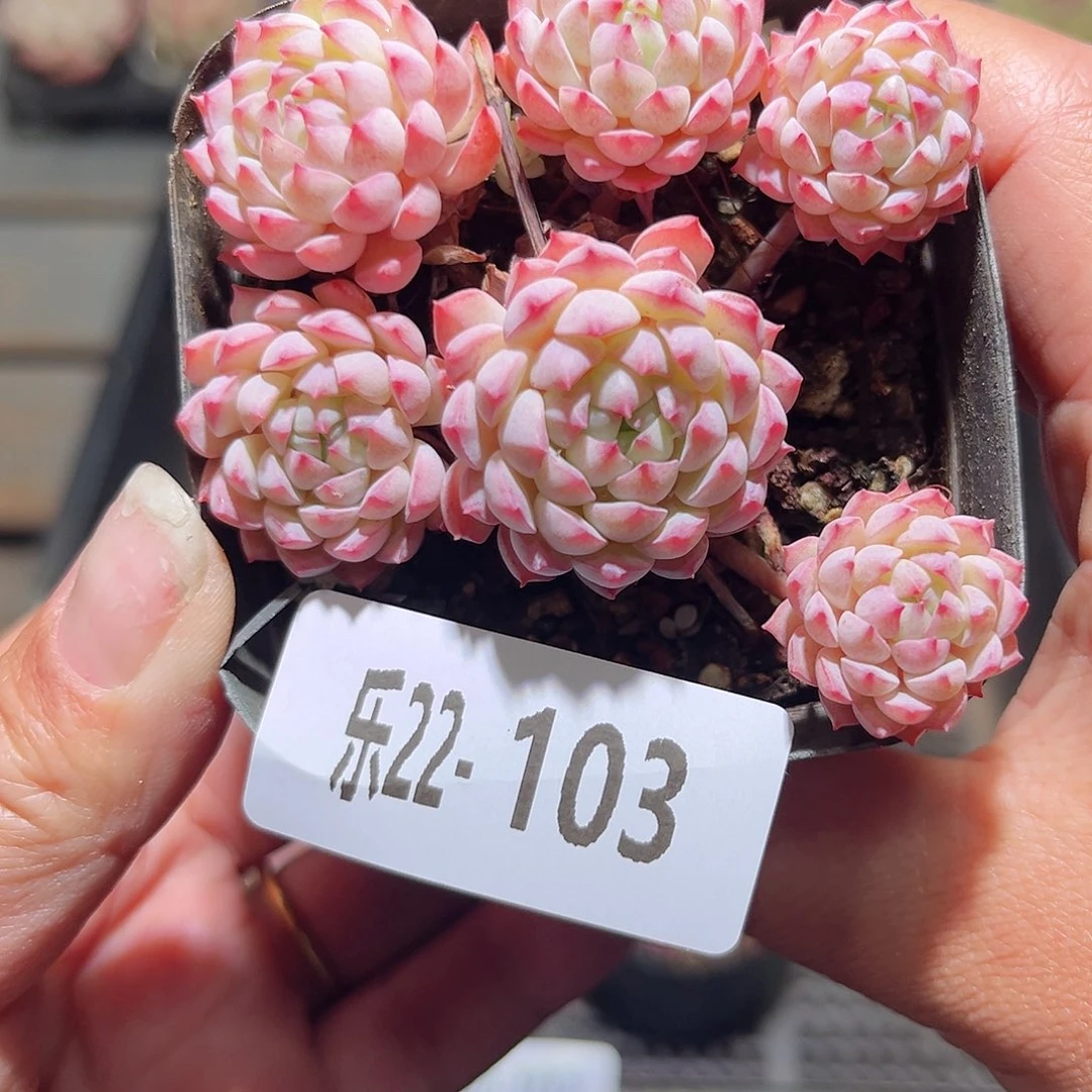 乐22-103小粉梅群