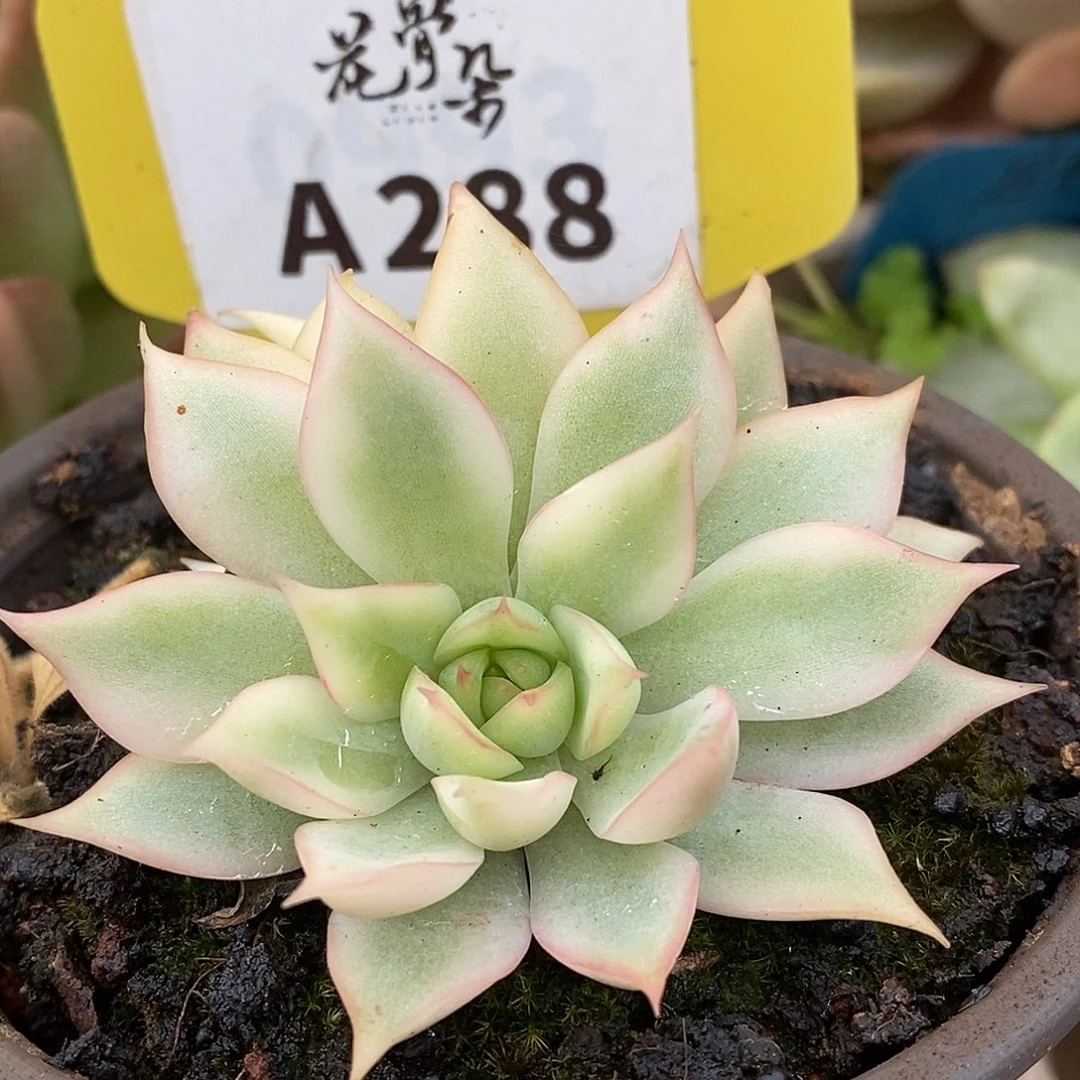 288宝莲灯哈哈哈哈哈哈