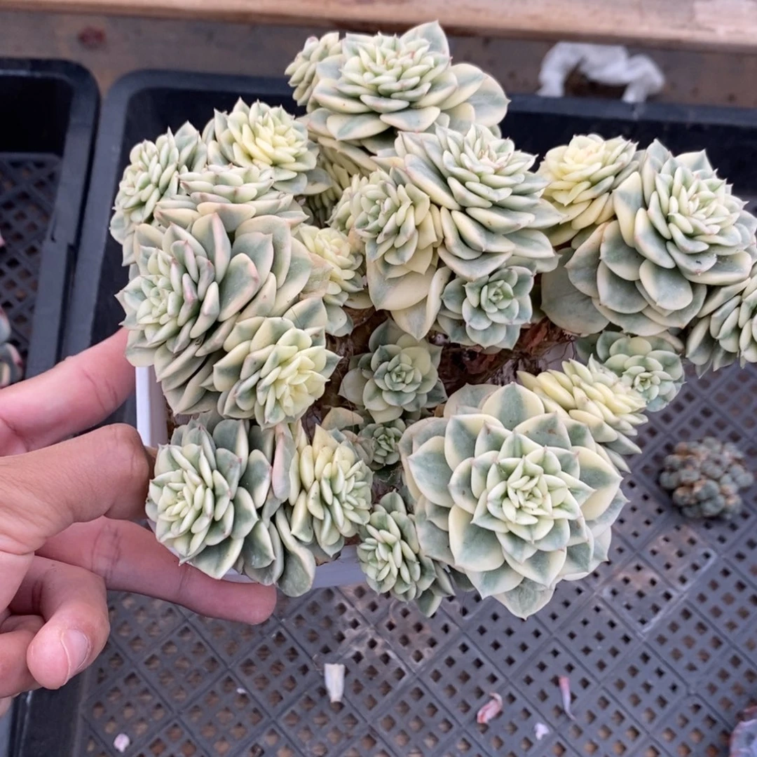 蜡牡丹锦多肉植物7023