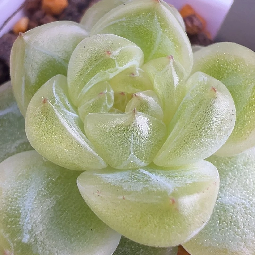 独家白珍妮状态图参考