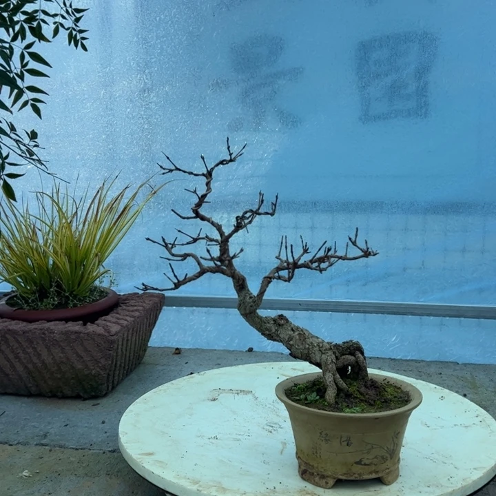 春*大红袍石榴盆景